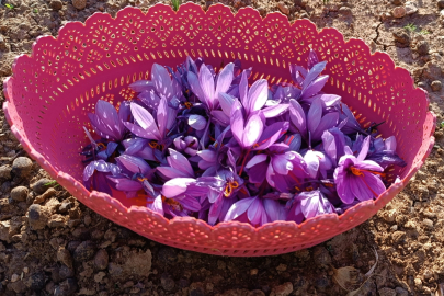 Çiftçiden büyük müjde: 'Yeni geçim kaynağımız SAFRAN olacak!'