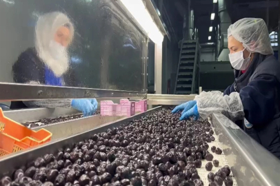 Türk zeytini rekor kırdı: Yeni hedef Orta Doğu pazarı