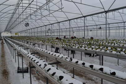 Teknoloji ile dört mevsim çilek: Bir kökten yıllık 700 gram verim!