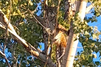 Nesli tükendi sanılan Anadolu parsı Tunceli'de!