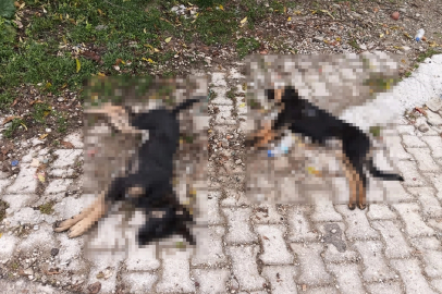Sahipsiz Köpeklerin Ölümü Köyde Tepki Yarattı