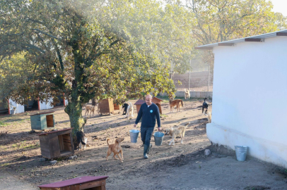 Sahiplendiği köpekleri sokağa terk eden kadına rekor ceza
