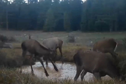 Kızıl geyiklerin su birikintisindeki görüntüleri fotokapana yansıdı