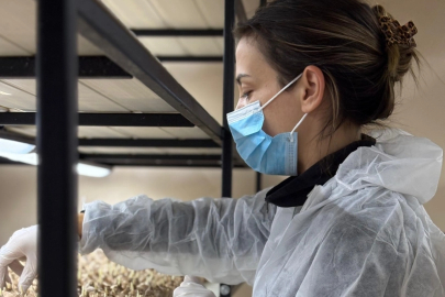 Mesleğinden vazgeçip, safran üretimine başladı; gramı 700 TL