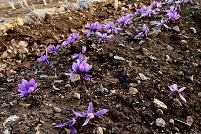 Siirt'te Fıstığa Rakip Geliyor! Dünyanın En Pahalı Bitkisi Artık Orada da Yetişiyor