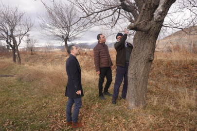 Üzümlü’de Kayısı Bahçelerinde İnceleme