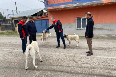 Erzincan'da sokak köpeklerine oral kuduz aşısı uygulanıyor