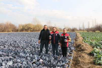 Erzincan toprağının bereketi: Ergan Köyü'nde Aralık ayında hasat sevinci