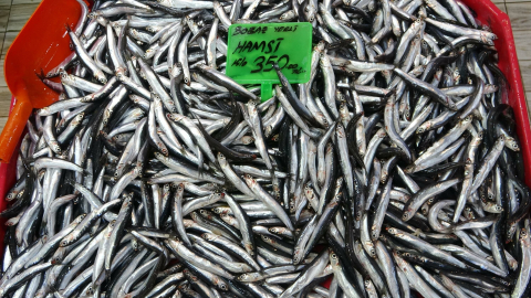 Karadeniz'deki av baskısı hamsi popülasyonunu göçe zorladı