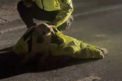 Polis, yaralı köpeğin üstünü kendi montuyla örttü