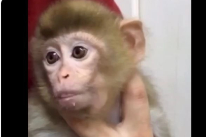 Bakanlık duyurdu: Elazığ'da minik bir misafir var!