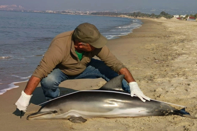 Kuşadası'nda sahile ölü yunus vurdu