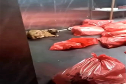 Ankara Büyükşehir Belediyesi'nden 'barınak' açıklaması