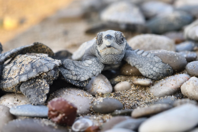 Antalya'da yarım milyona yakın caretta yavrusu denizle buluştu