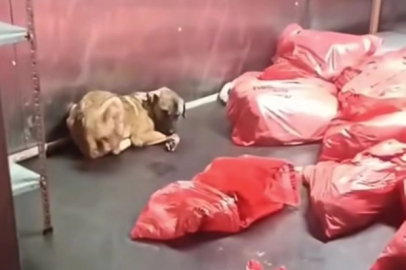 ABB'den 'çöp poşetinde ölü köpek' soruşturması açıklaması