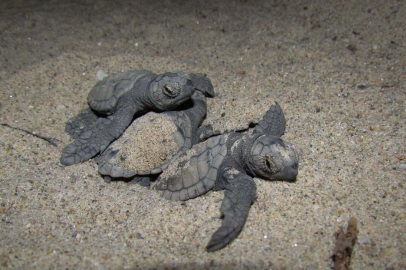 Aydın ve İzmir'de 457 caretta caretta yavrusu denizle buluştu