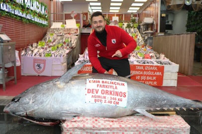 Ağlara takılan 346 kiloluk dev orkinosu görenler maket sandı