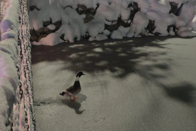 Göl dondu, ördekler yüzemeyince yürümeye başladı