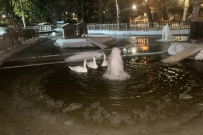 Kuğulu Park'ta kartpostallık görüntüler: Havuz dondu, kuğular buzda yürüdü