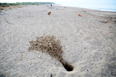 Tatilcilerin sorumsuzluğu doğayı vurdu: 994 kaplumbağa yuvası yok oldu