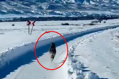 Karlı yolda sürpriz karşılaşma: UMKE aracı kurtla yarıştı