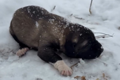 Yavru Köpeğe Eziyet Görüntülerine Tutuklama