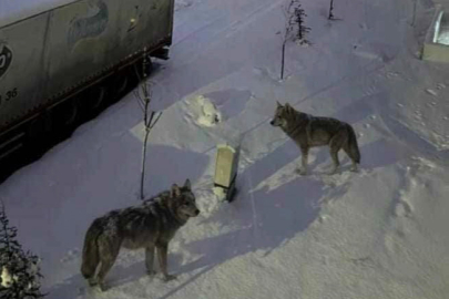 Gaziantep'te Korku Dolu Gece: Aç Kalan Kurtlar Köye İndi, Biri Eve Girdi!