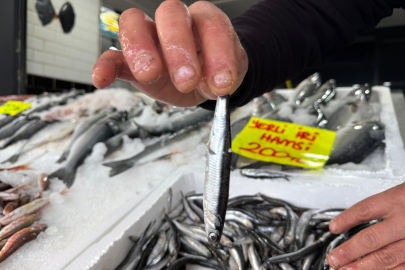 Prof. Dr. Aydın Acı Gerçeği Açıkladı: Hamsi Neden Azaldı Ve Boyları Neden Küçüldü?