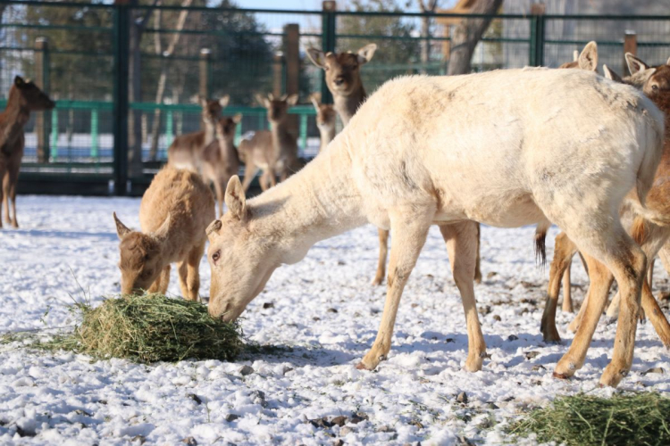 Kayseri Hayvanat Bahçesi’nde Kış Alarmı: 1200 Hayvan İçin Özel Menü Ve Yerden Isıtma Devrede