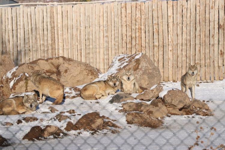 Kayseri Hayvanat Bahçesi’nde Kış Alarmı: 1200 Hayvan İçin Özel Menü Ve Yerden Isıtma Devrede