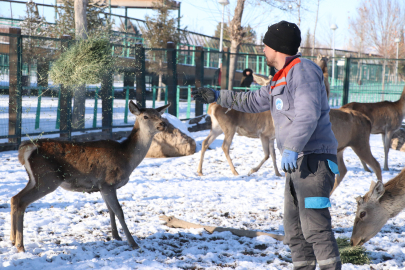 Tropikal İklim Kayseri’ye Taşındı: Binlerce Hayvan Sert Kışı İşte Böyle Atlatacak
