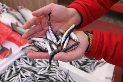 Tazesini Bulmak İçin 1 Ay Bekleyeceksiniz: Sofraların Kralı Göç Etti, Meydan İstavrite Kaldı