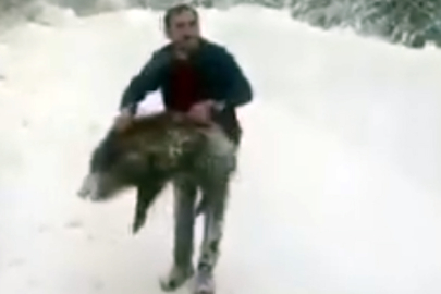 Sürüden Ayırdığı Domuzu Bebek Gibi Kucakladı: Erfelek'teki O Anlar Sosyal Medyayı Salladı