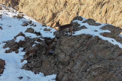 Beyaz Esaret Yaban Hayatını Vurdu: Hakkari-Van Yolunda Nadir Görülen Anlar