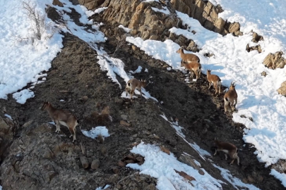Sere Solan Mevkisinde Sürpriz Ziyaretçiler: Aç Kalan Yaban Keçileri Dronla Görüntülendi