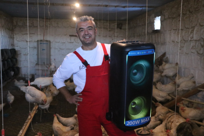 Türk sanat müziği dinleyen tavuklar şaşırttı...