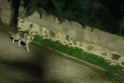 Muğla’da Kurtlar Şehre Neden İndi? Uzmandan Dikkat Çeken Uyarı