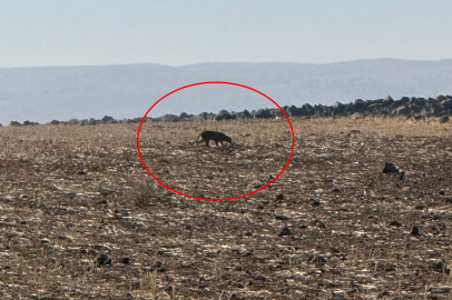 Şırnak'ta yeniden görüntülendi: Kritik uyarı geldi...