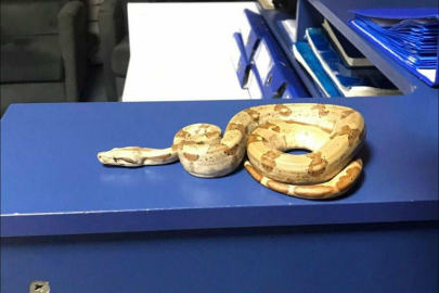 İzmir'de Pes Dedirten Olay: Kafeye "Mısır Yılanı" ile Girdi, Bedeli Ağır Oldu