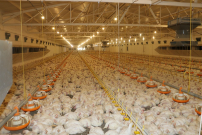 Kümes Hayvancılığında "Bitkisel" Devrim: 15 Doğal Bileşen Hayvan Refahını ve Kazancı Artırıyor