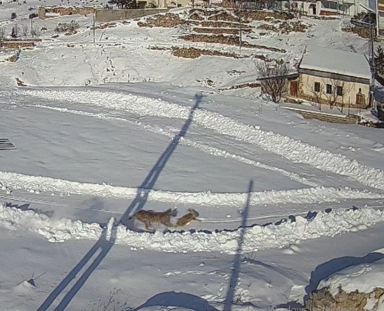 Önce Vaşak Avlandı, Sonra Kurtlar Sahneye Çıktı