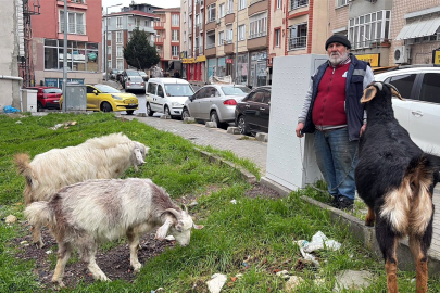 Gören Telefonuna Sarılıyor: Tekirdağ'da Okul Çıkışlarının Maskotu Olan 3 Keçi