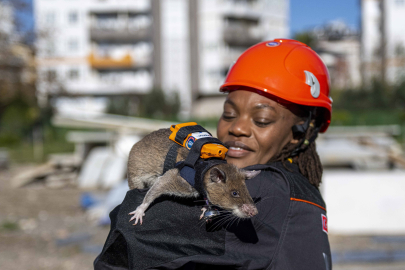 Dünyada İlk: “Kahraman Fareler” Enkazda Hayat Kurtaracak