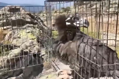 Vaşaktan Kara Akbabaya: Bolu’da Yaban Hayatı İçin Umut Veren Bilanço