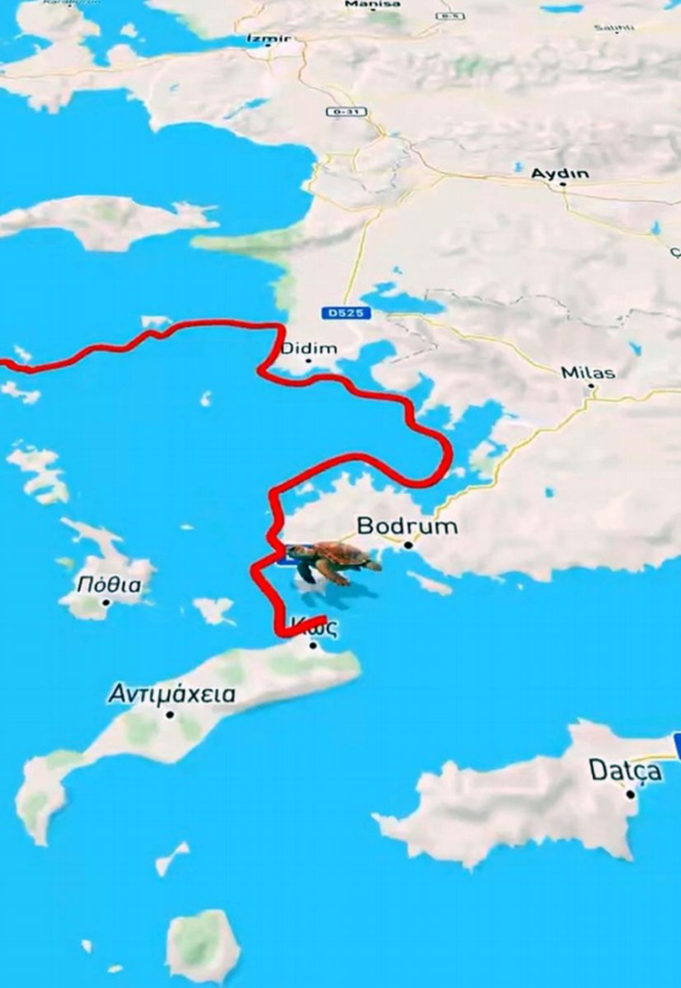 Caretta caretta 'Tuba', 5 ayda 10 bin kilometre katetti