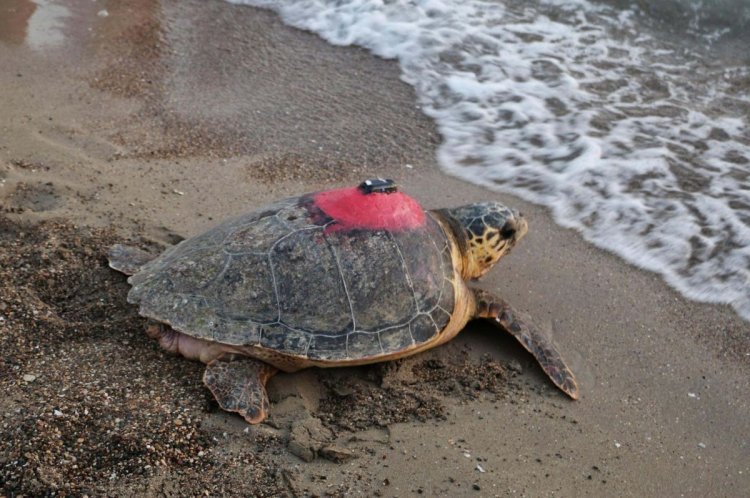 Caretta caretta 'Tuba', 5 ayda 10 bin kilometre katetti