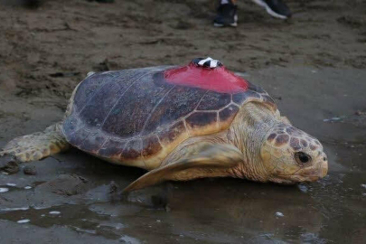 Caretta Caretta Tuba'dan Yeni Rekor: İkinci Dünya Turunda 10 Bin Kilometre!