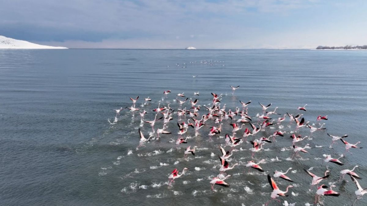 Flamingolar soğuk havaya rağmen göç etmedi