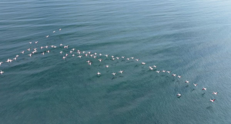 Flamingolar soğuk havaya rağmen göç etmedi
