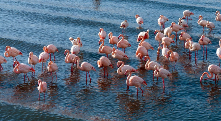 Flamingolar soğuk havaya rağmen göç etmedi